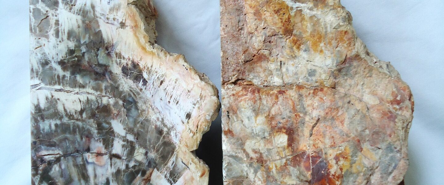 Gỗ hóa thạch có đắt không - minh họa giá gỗ hóa thạch