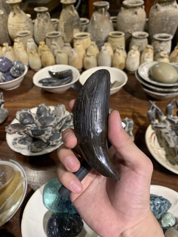 Hóa Thạch Động Vật