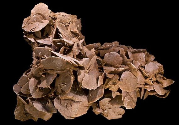 Desert Rose
