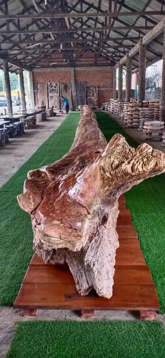 Gỗ Hóa Thạch Tự Nhiên: Đặc Điểm, Cấu Trúc Và Cách Chọn