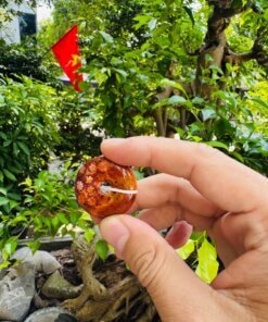 Khấu Bình An San Hô Hóa Ngọc