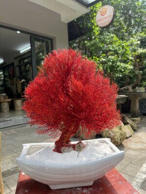 Hình ảnh một cây san hô đỏ tự nhiên Mộc Ngọc với dáng thế uy nghi, màu sắc đỏ thẫm nguyên bản.