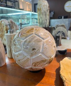 quả bóng gỗ hóa thạch