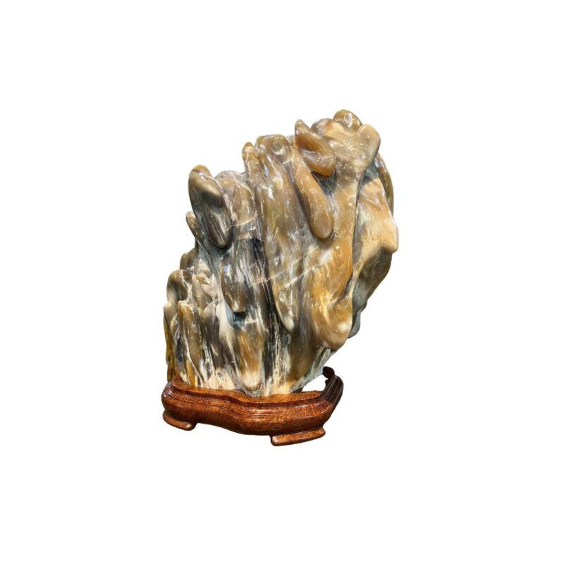 quá trình hóa thạch gỗ hóa thạch Mộc Ngọc