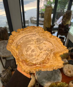 Đĩa Tròn Gỗ Hóa Thạch