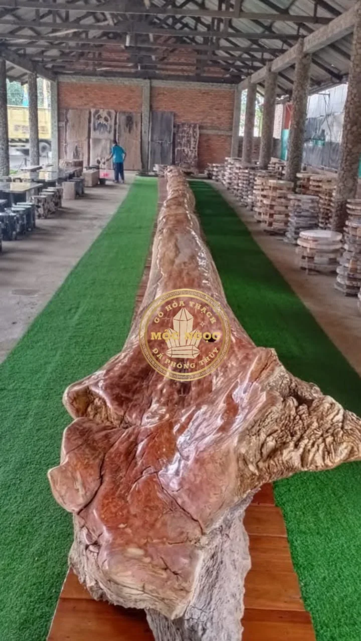 Gỗ Hóa Thạch Cổ Thụ 30m, Mẫu Trưng Bày Độc Bản